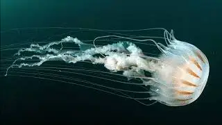Facts: Atlantic Sea Nettles and Bay Nettles
