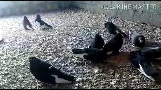 #Голуби