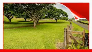 28 Species Of Acacia Trees And Shrubs 🛋️