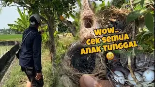 Hari ini Update semua anak tunggal tapi kok ada yang janggal 😅