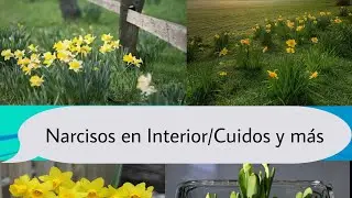 Narcisos en interior cuidos y más
