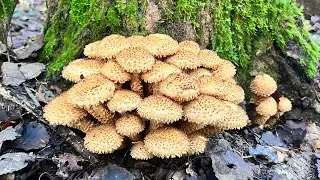 Грибной октябрь, или грибы в снегу. Mushrooms in October.