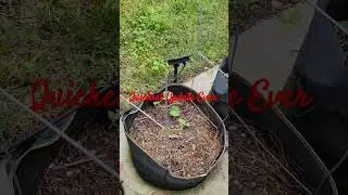 hey yall hey ....the quickest ever update on Resurrection Sunday #gardening #htown #growyourownfood