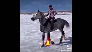 Жүйрік көкпар аттар. 👍