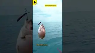 Морской карась ласкирь #прорыбалку #рыбалкавидео #морскаярыбалка #fishing #рыбалканаморе #море #2024