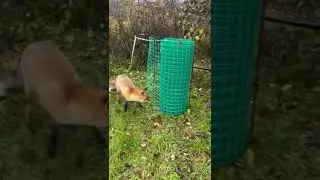 Лисенок помогает по хозяйству!
