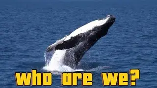 Meet Whales: Fun Facts for Kids | Discover Kids Universe | Wonder World Education