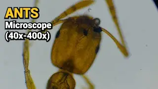 Ants - Microscope (40x-400x)
