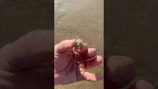You Won't Believe How Easy It Is to Put a Sand Crab to Sleep
