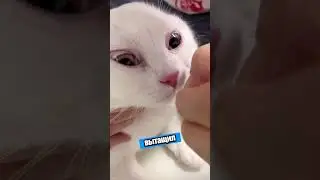 Пчела vs Кот: кто кого? Результат - опухший нос! 😲