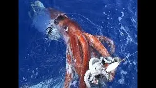 Cận cảnh câu mực siêu to khổng lồ cuttlefish - Squid || Quái vật mực trên biển
