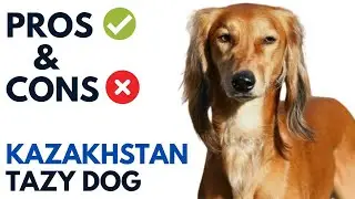 Tazy Dog Pros and Cons | Tazy Dog  Advantages and Disadvantages