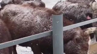 Зимовка КРС