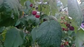 27 сентября 2023 г.