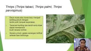 HAMA PENYAKIT TANAMAN MELON