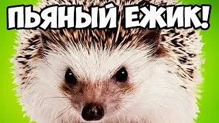 КАК РАЗОЗЛИТЬ ПЬЯНОГО ЕЖИКА