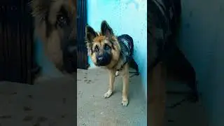 sad crying 🐕 #germanshepherd #germanshepherdpuppy #gsd #doglover #crying #sad #youtubefeed