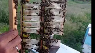 Продаём неплодные Матки Бакфаст B54 🐝. Выход 11.05 и 15.05 .