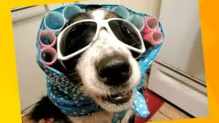 O Melhor Vídeo de Cachorros e Gatos Engraçados e Malucos ⭐Tente Não Rir