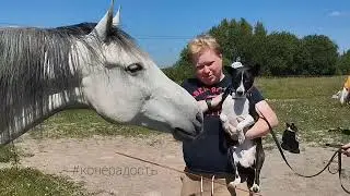 Знакомство собак с лошадьми в КТК Конерадость 27.06.24