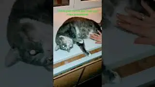 Бывший бездомный кот любит маму-хозяйку. Два года дома. #ласковыйкот #бездомныйкот #котдома #котик