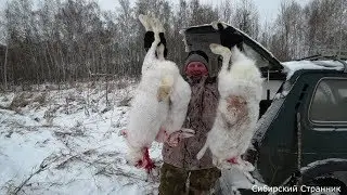 Такой охоты у меня еще не было или как сибиряки на зайца ходили.