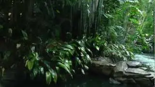 Jungle Cruise Disneyland 2012 FULLHD by Dolbyman