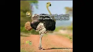 සිරි ලංකන් මීම්ස්...🤣 ep.1