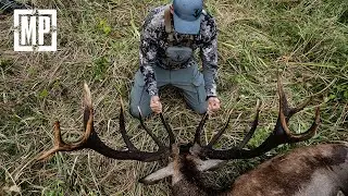 Roaring Stag at 12 Yards | Mark V. Peterson Hunting