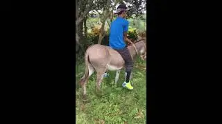 Jamaican Rollercoaster aka Riding a Donkey