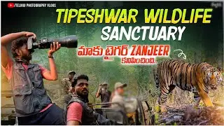 మాకు Zanjeer టైగర్ కనిపించింది |  ఈ పులి కోసం 2 days తిరిగాం | tipeshwar wildlife sanctuary