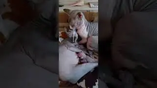 Продам Кошенят породи Канадський Сфінкс
