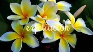 Teaser Papillon Spa Therapy No 4