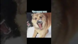 #смешно #прикольно #мем что вижу я и что видит кот