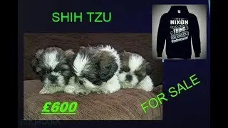 Kc Reg Male Shih Tzu Pups Ready On 29/sept all gone ppl