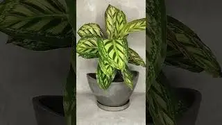 калатея