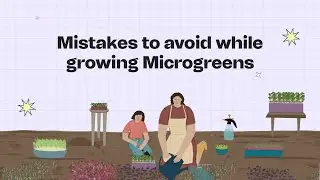 5 Mistakes to avoid while growing microgreens
