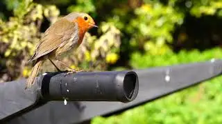 Robins - Garden Birds - Scotland - Robin Red Breast
