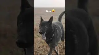 German Shepherd Dog Growing Up 
