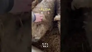 نصف حلوف نصف خروف 😳