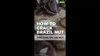 Crack Brazil Nuts (How to Crack Nuts #4)