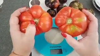 🍅Дегустация томатов-Польская слива,Блю скай,Королева ночи(гном).