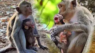 Congratulation! It's the best day for the baby monkey Eleanor got full nurses from her mom