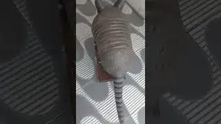 tatu de cimento