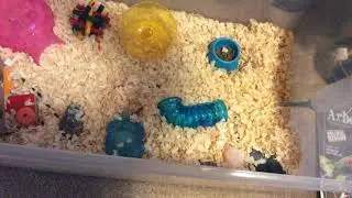 Remi the Hamster