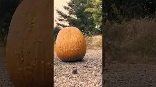 Carving a pumpkin with bb's  