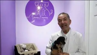 Perros y gatos no contagian el COVID-19