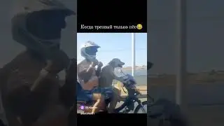 👍🗣️❗Пес За рулём 😁😁😁