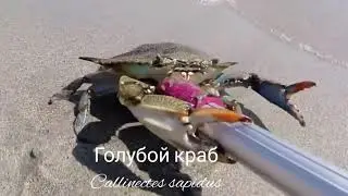 Голубой краб