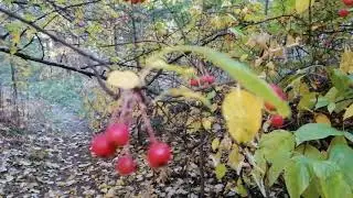 Осень - пора сиротливая